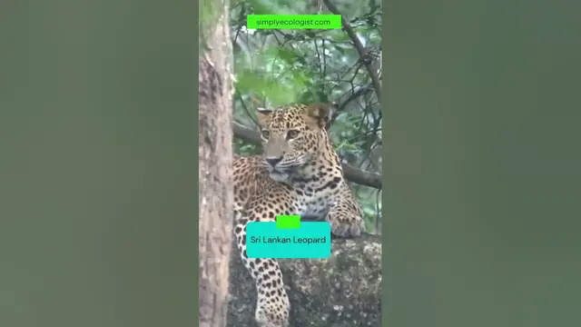 Video thumbnail for Safari sightings | Sri Lankan Leopard spotted in Yala National Park #shorts