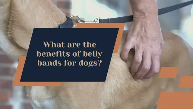 Video thumbnail for Benefits of belly bands for dogs