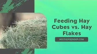 Video thumbnail for Feeding Hay Cubes vs. Hay Flakes
