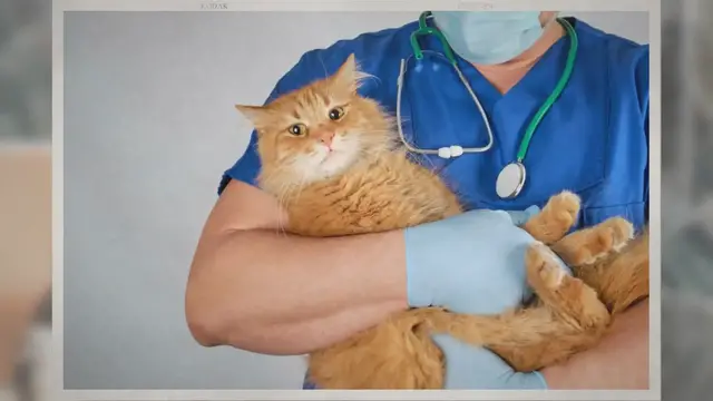 'Video thumbnail for Can You Use Dog Dewormer On Cats?'