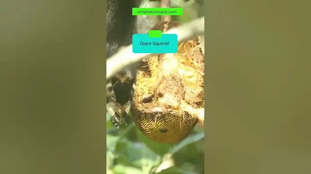 Video thumbnail for Safari sightings | A giant squirrel enjoying eating a jackfruit #shorts