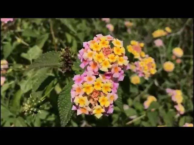 Video thumbnail for Lantana plants