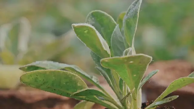 Video thumbnail for How to Improve Soil Drainage in Gardens