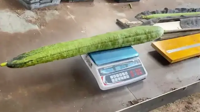 'Video thumbnail for English gardener sets four giant vegetable world records'