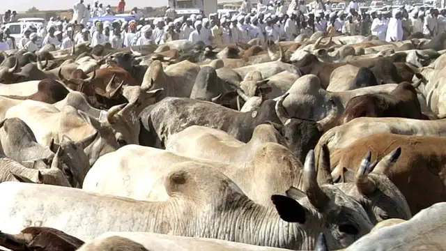 'Video thumbnail for World Health Organization reports 42 deaths from Rift Valley Fever in Mauritania and Senegal'