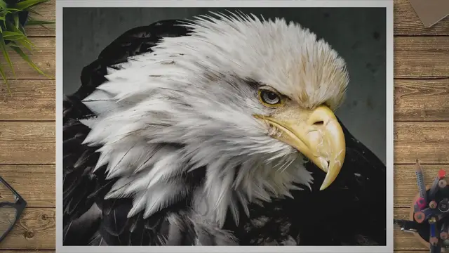 Video thumbnail for Which Animal Eats Eagles? Predators in the Food Chain