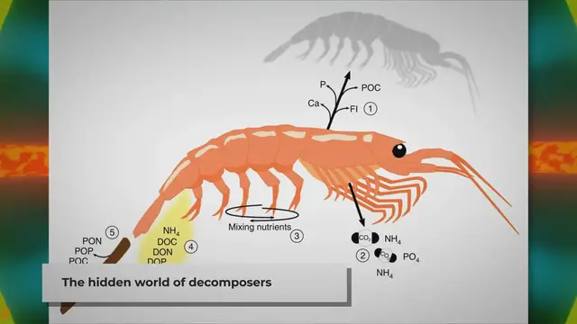 Video thumbnail for Are There Decomposers in The Ocean?