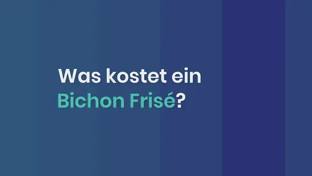 Video thumbnail for Was kostet ein Bichon Frisé? Alle Kosten & Preise erklärt!