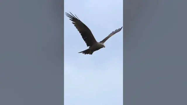 Video thumbnail for How Much Weight Can a Golden Eagle Carry? #shorts