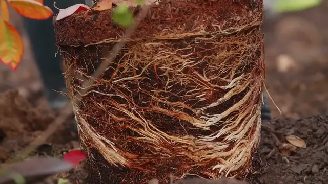 Video thumbnail for DIY Succulent Wall Planter Tutorial