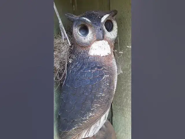 Video thumbnail for Owl Decoy Not Scaring Birds #shorts