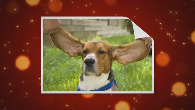 'Video thumbnail for 5 Choses à Savoir le Basset Hound'