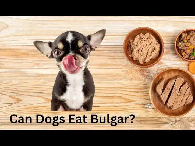 'Video thumbnail for Can Dogs Eat Bulgar? Or is it a Doggy Diarrhoea Disaster?'