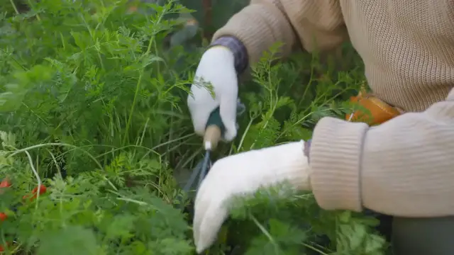 Video thumbnail for Hosta Pruning Mistakes to Avoid