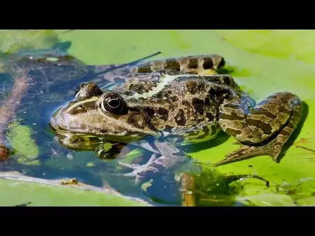Video thumbnail for Why Do Frogs Croak More After Rain: Unveiling Nature's Symphony