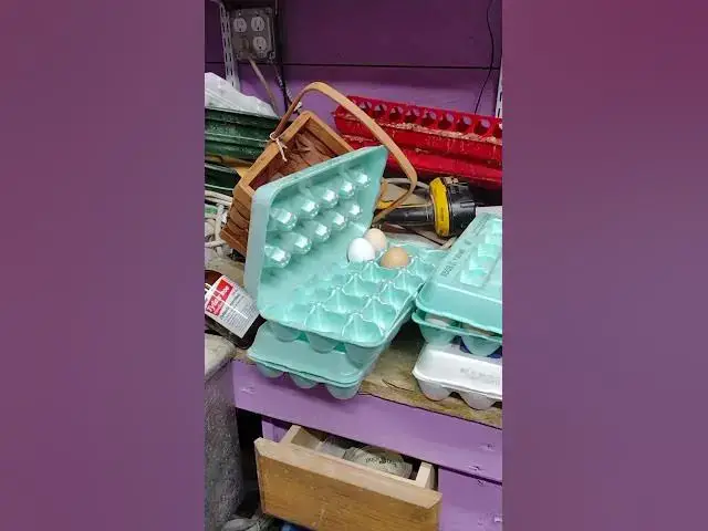 Video thumbnail for Chicken Eggs To Hatch #shorts
