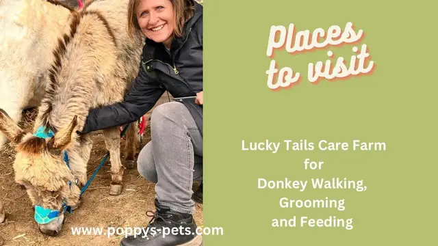 Video thumbnail for Donkey Walking at Lucky Tails Farm, Warwickshire: A Walk to Remember