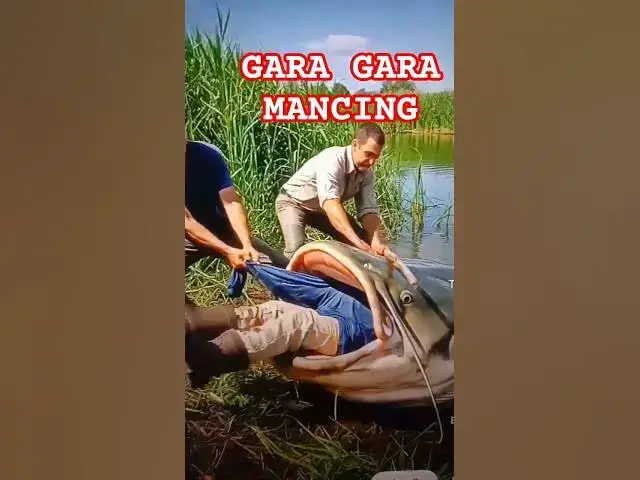 Video thumbnail for Mancing ikan lele #pawangsinga #mobilbarakuda
