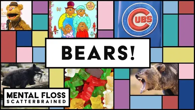 Video thumbnail for Grizzly Bears, Chicago Bears, and Gummi Bears! Oh My! - Mental Floss Scatterbrained | Mental Floss