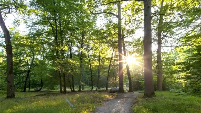 Video thumbnail for Forest floor sounds reveal woodland health