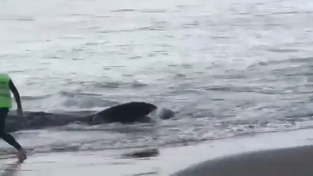 Video thumbnail for Gestrandeter Pottwal in Melenara 2019