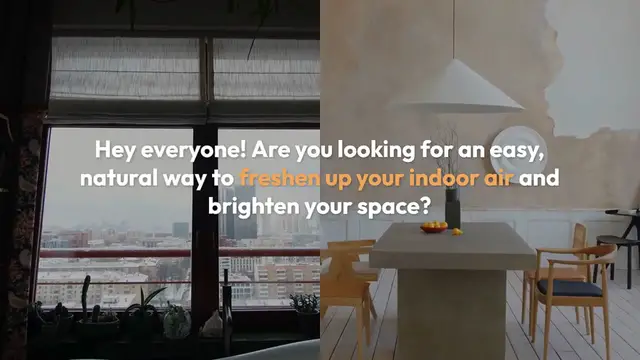 Video thumbnail for Top Air-Purifying Houseplants