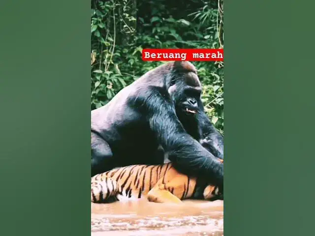 Video thumbnail for Beruang vc HARIMAU