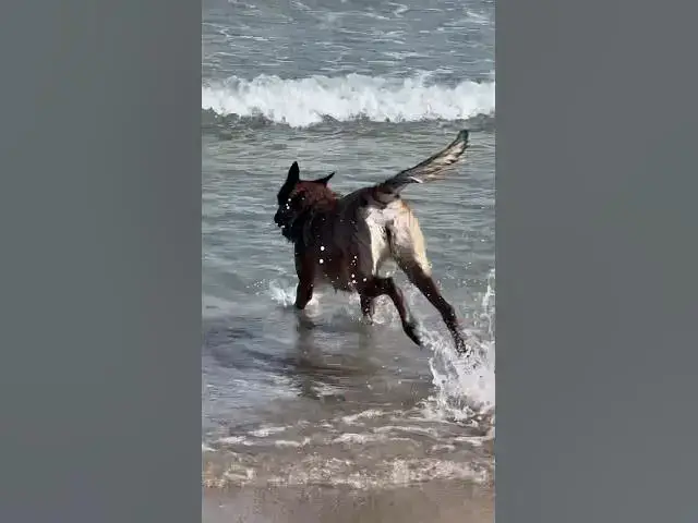 Video thumbnail for This Planet is theirs too ! Take care of the planet and stop acting like you own it ! #dogs #love