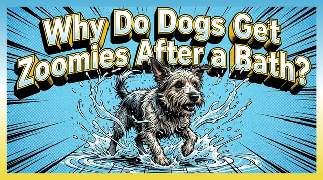 Video thumbnail for Post-Bath Dog Zoomies Explained