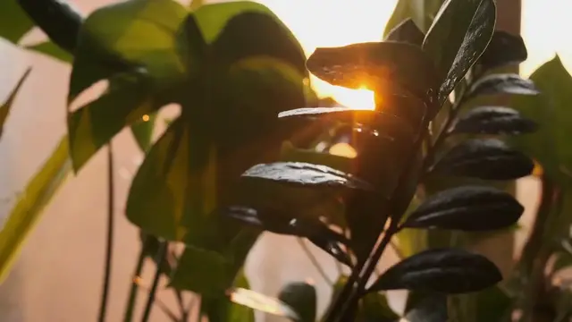 Video thumbnail for Monstera Yellow Leaves Fix