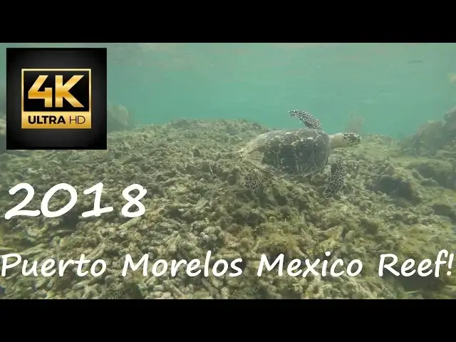 Video thumbnail for Snorkeling in Puerto Morelos Mexico 4K 2018