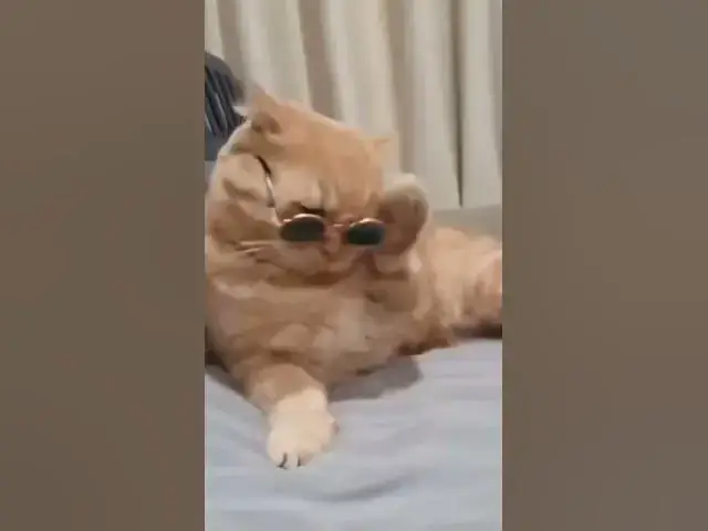 Video thumbnail for Créditos: @CUTE KATS #Shorts #cat #cute  #gatos