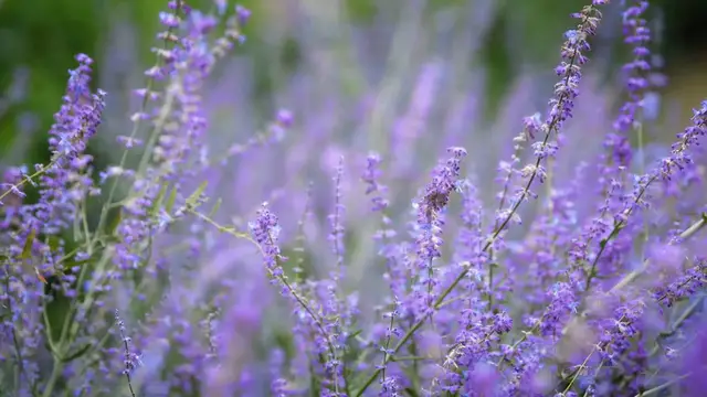 Video thumbnail for Growing Lavender Indoors