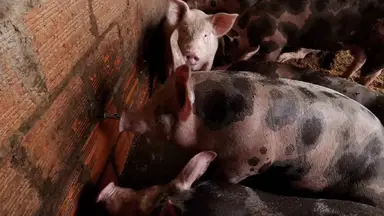 'Video thumbnail for Why_are_pigs_associated_with_being_messy'