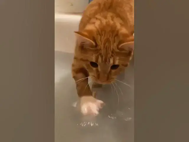 Video thumbnail for Aww #cats #cute #gatos