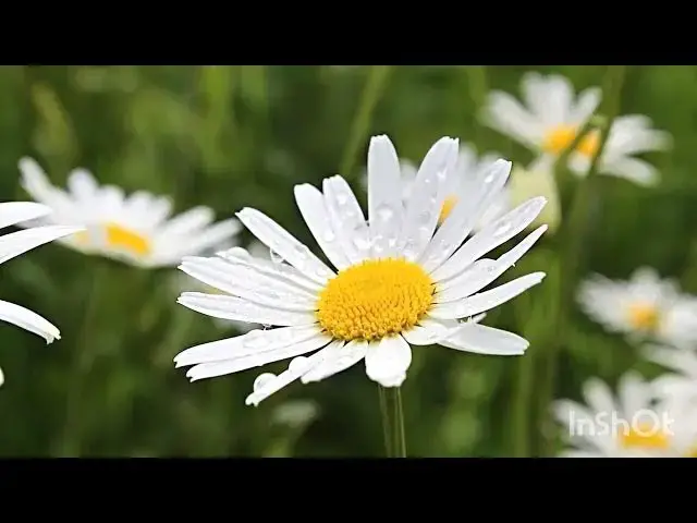 Video thumbnail for Amazing Flower