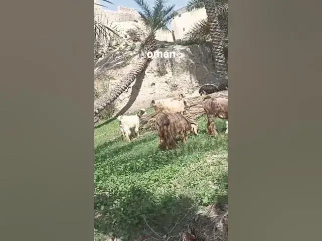 Video thumbnail for #oman#prabashi#world