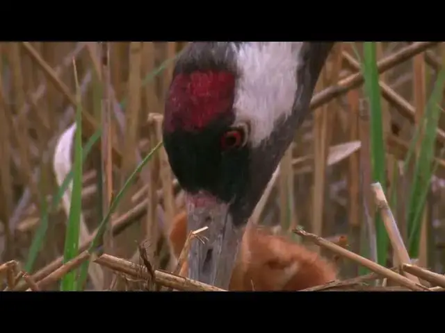 Video thumbnail for Common crane