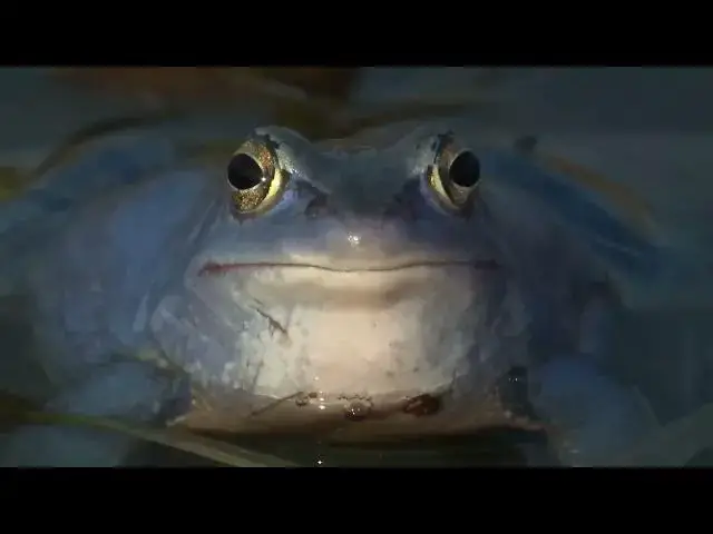 Video thumbnail for Moor Frog