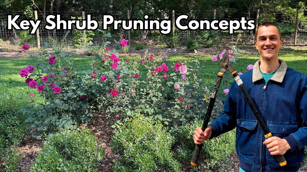 Video thumbnail for How to PRUNE Shrubs: Key Concepts to Successful Pruning
