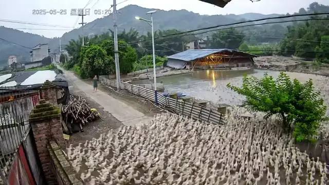Video thumbnail for Ducks gather in impressive numbers at a pond in Fujian, China