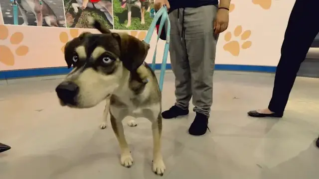 Video thumbnail for Paws and Pals: Tony might be your perfect match