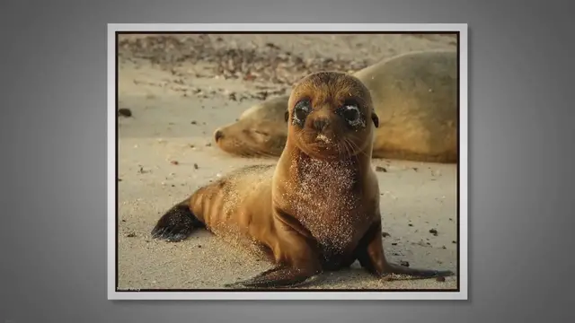 Video thumbnail for Characteristics of Pinnipeds: Exploring the Fascinating World of Pinnipeds