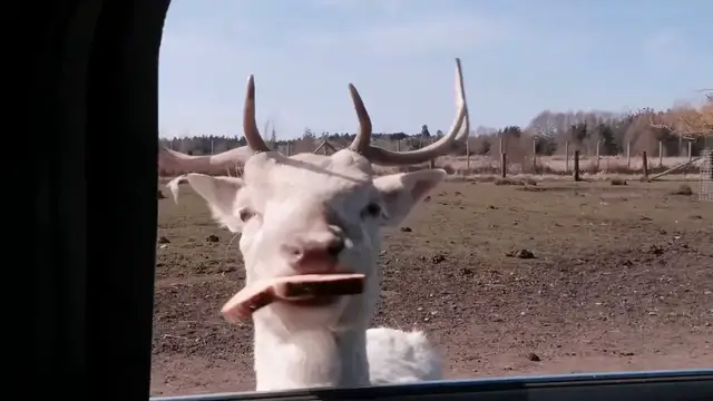 Video thumbnail for US: Bison pushes head into car after antelope gets bread.