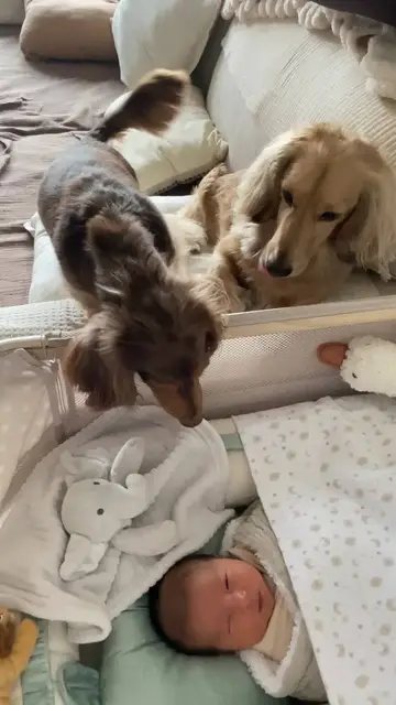 Video thumbnail for Two Curious Dachshunds Meet Newborn Baby Brother