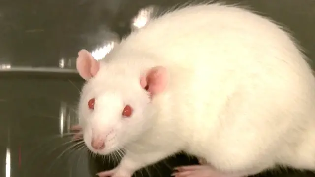 Video thumbnail for Lund University study tests LSD on rats to probe human consciousness