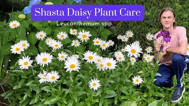 Video thumbnail for Deadheading Shasta Daisies - Plant Care throughout the Year - Complete Instructions Leucanthum