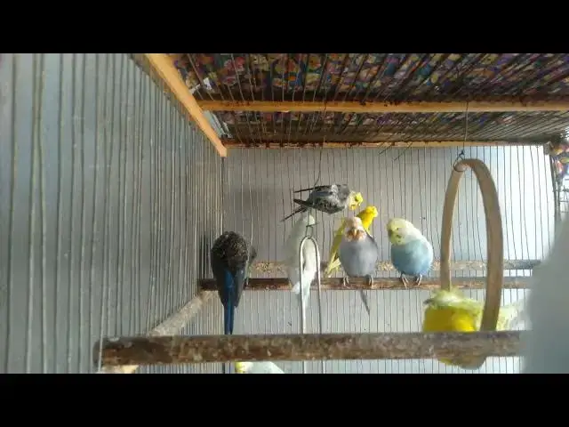 'Video thumbnail for Woran erkennst du eine echte englische Zuchtlinie 🔍🐦'