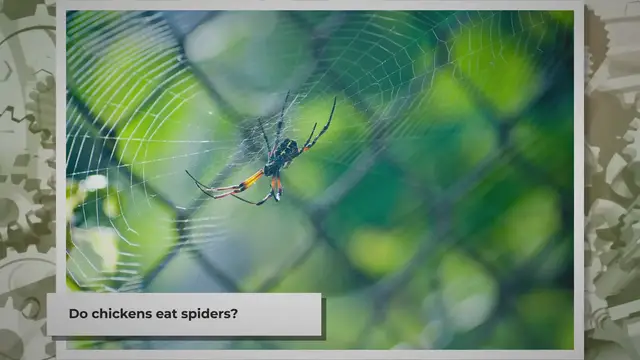 Video thumbnail for Do Chickens Eat Spiders? | The Truth Revealed