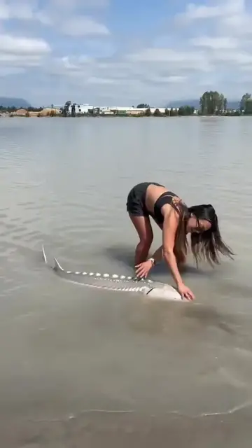 Video thumbnail for Woman Releasing a White Sturgeon in Shallow Fraser River Water